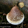birch polypore (Piptoporus butulinus) Kenneth Noble